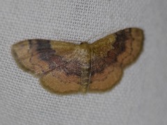 Leptostales ferruminaria