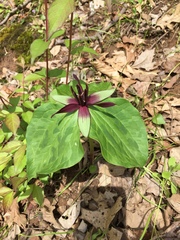 Trillium stamineum