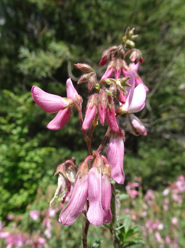 Image of Ononis fruticosa by (c) Thomas Koffel, some rights reserved (CC BY)