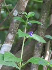 Scutellaria dumetorum