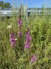 Lythrum salicaria