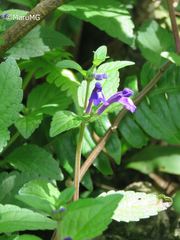 Scutellaria dumetorum