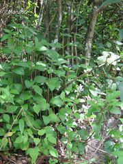 Scutellaria dumetorum