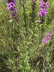 Lythrum salicaria