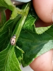 Mulsantina mexicana