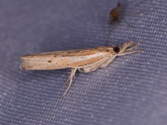 Fissicrambus profanellus