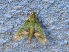 Xylophanes chiron