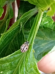 Mulsantina mexicana