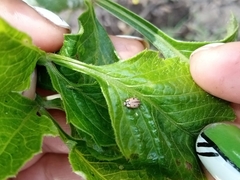 Mulsantina mexicana
