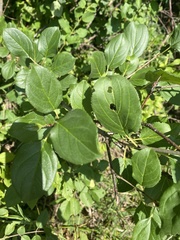 Rhamnus cathartica