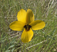 Viola douglasii