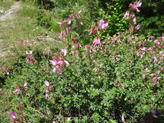Ononis fruticosa