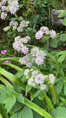 Astrantia major