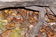 Paravaejovis confusus