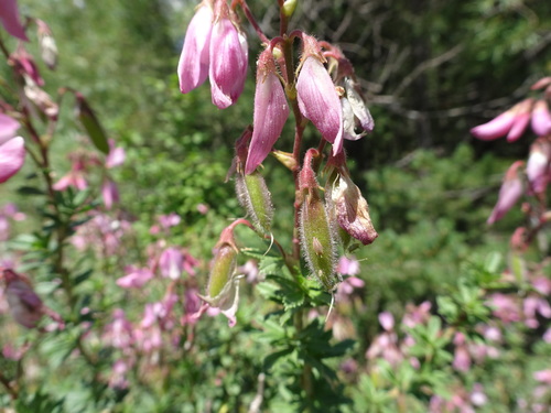 Image of Ononis fruticosa by (c) Thomas Koffel, some rights reserved (CC BY)