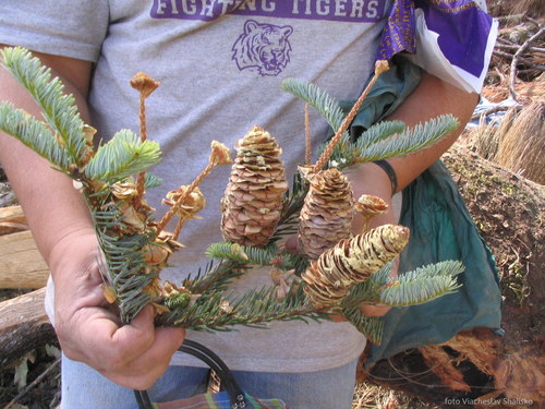Image of Abies jaliscana by (c) Viacheslav Shalisko, some rights reserved (CC BY)
