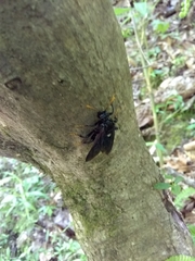 Cimbicidae