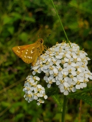 Hesperia comma