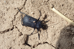 Calosoma maderae
