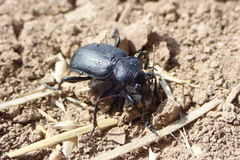 Calosoma maderae