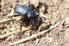 Calosoma maderae