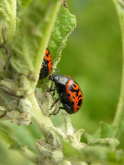 Calligrapha mexicana