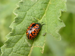 Calligrapha mexicana