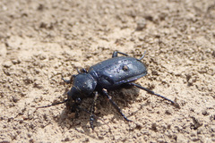 Calosoma maderae