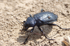 Calosoma maderae