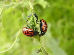 Calligrapha mexicana