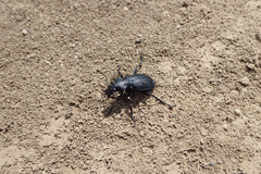 Calosoma maderae