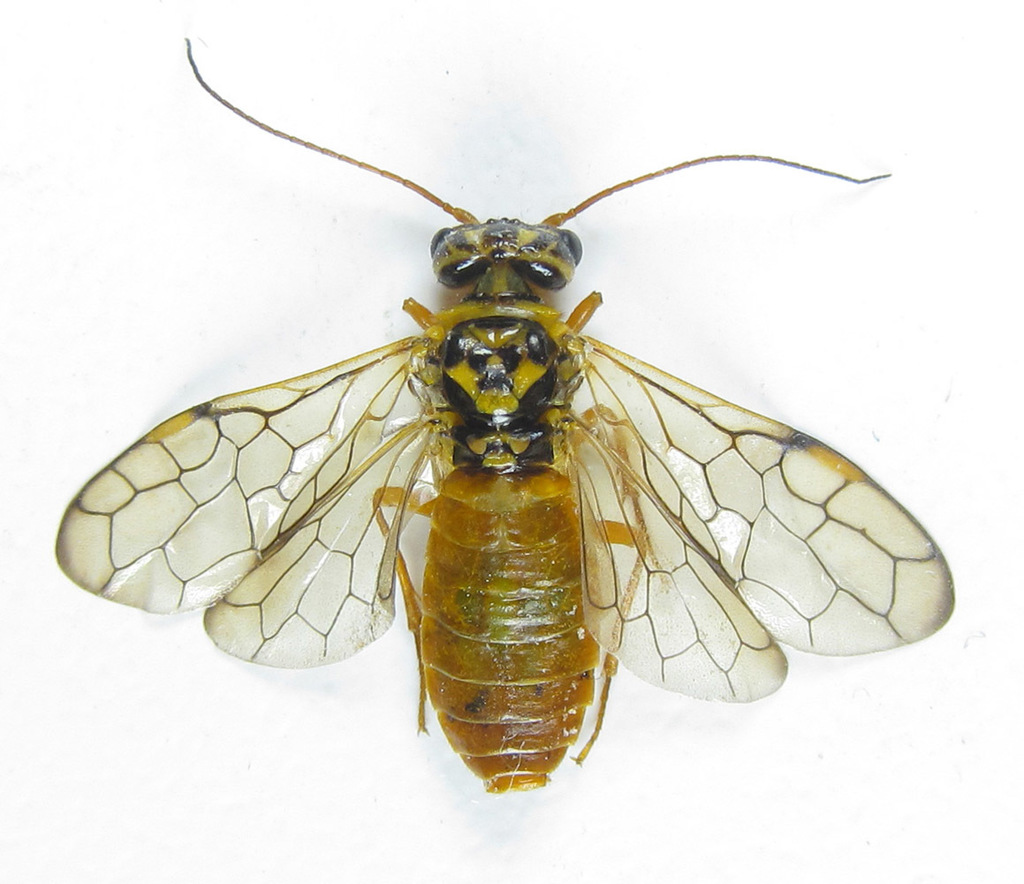 Cephalcia pallidula