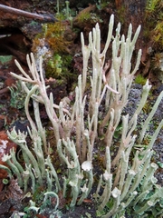 Cladonia subulata