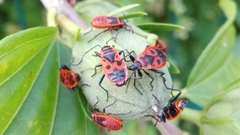 Pyrrhocoris apterus