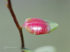 Exobasidium rostrupii