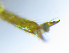 Cephalcia pallidula