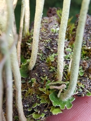 Cladonia subulata