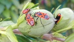 Pyrrhocoris apterus