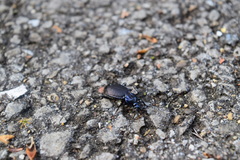 Sphaeroderus stenostomus