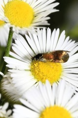 Nemophora fasciella