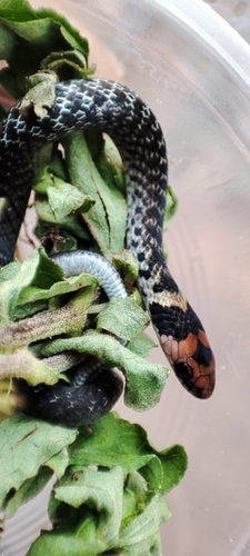 Pyburn's Tropical Forest Snake