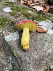 Boletus roodyi