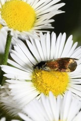 Nemophora fasciella