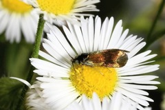 Nemophora fasciella