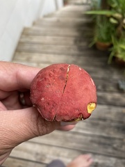 Boletus roodyi