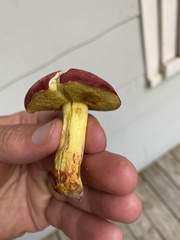 Boletus roodyi