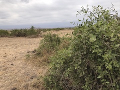Salvadora