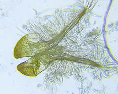 Cephalcia pallidula