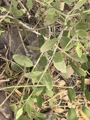 Salvadora
