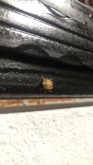 Peribalus strictus strictus